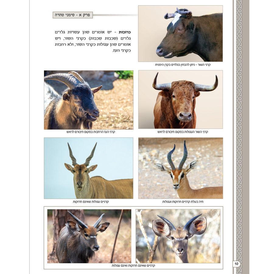 מראות חולין – Maros Chullin (Illustrated Masechet Chullin)