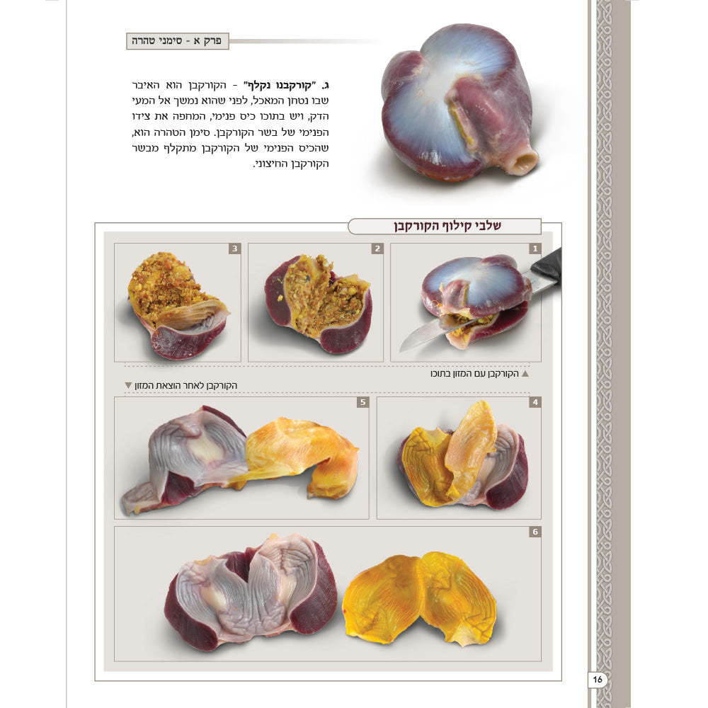 מראות חולין – Maros Chullin (Illustrated Masechet Chullin)
