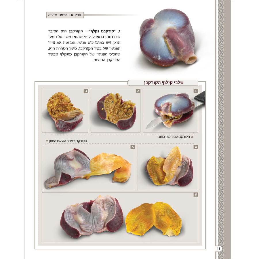 מראות חולין – Maros Chullin (Illustrated Masechet Chullin)