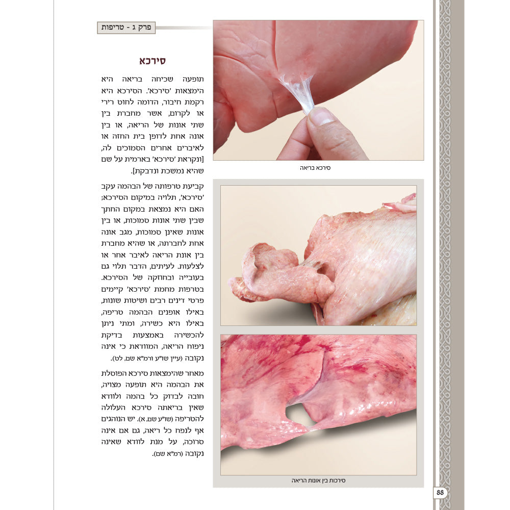 מראות חולין – Maros Chullin (Illustrated Masechet Chullin)