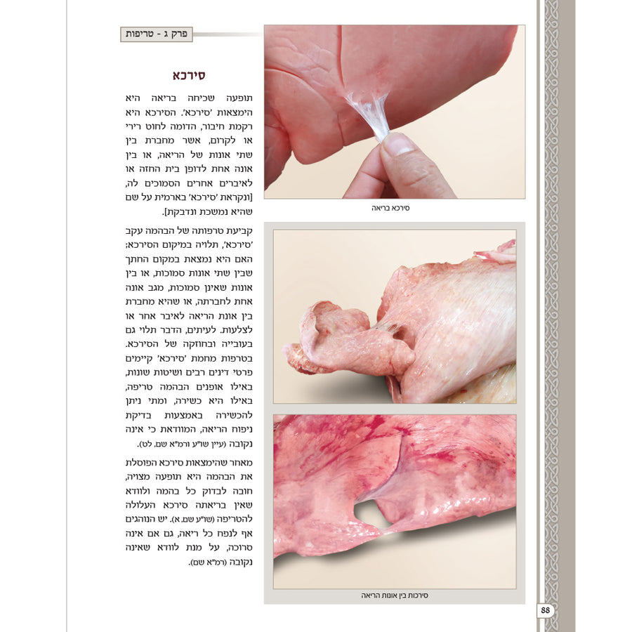 מראות חולין – Maros Chullin (Illustrated Masechet Chullin)