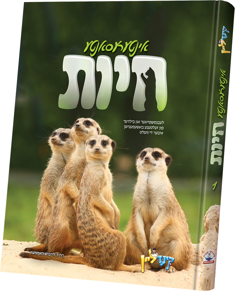 interesante chayos #1 | Judaica Square Lakewood