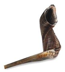 Shofar - Bedatz