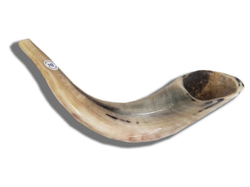 Badatz certified ram's horn shofar 15 to 16 inches | Judaica Square Lakewood