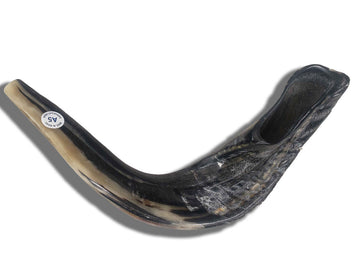 Badatz certified ram's horn shofar 16 to 17 inches | Judaica Square Lakewood