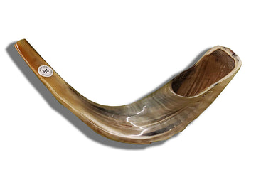 Polished ram's horn shofar 15 to 16 inches, design #B4 | Judaica Square Lakewood