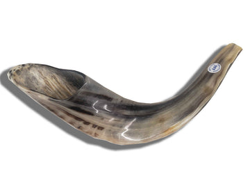Badatz certified ram's horn shofar 18 to 19 inches | Judaica Square Lakewood