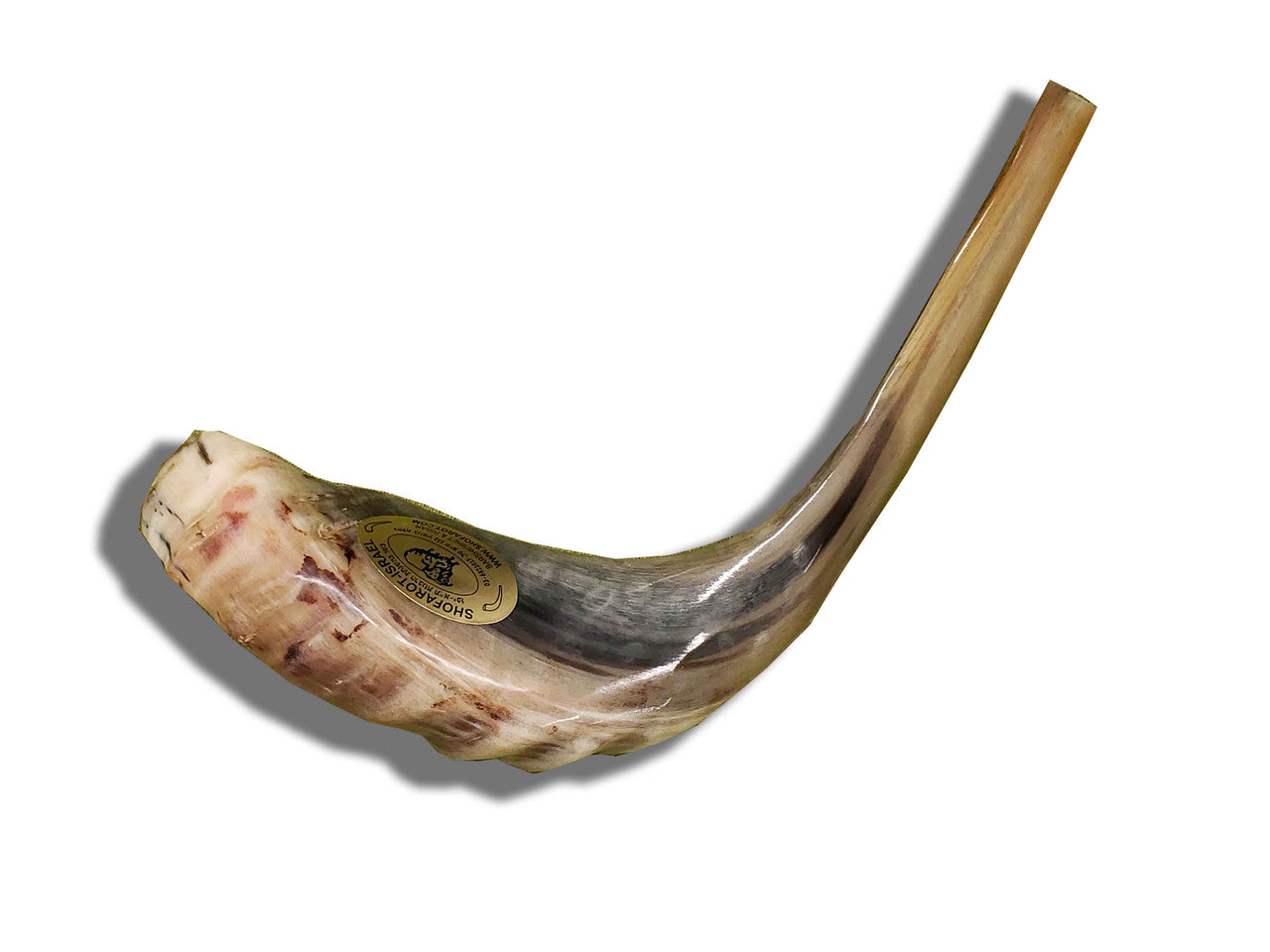 Shofar (Ram's Horn) Polished 15"-16" #B4 - Image 2