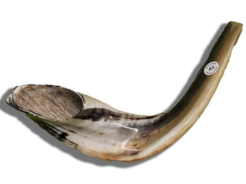 Large polished ram's horn shofar, design #A5 | Judaica Square Lakewood