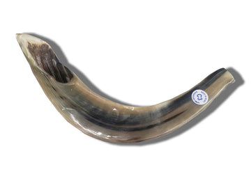 Polished ram's horn shofar 14 to 15 inches, design #C3 | Judaica Square Lakewood