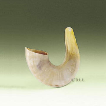 Rite Lite Small Shofar