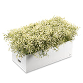 Lucite Boxwood Bencher Set