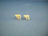 Pair of 14K yellow gold Chai stud earrings side by side on blue fabric