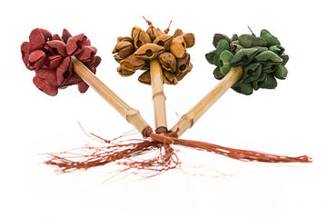 Three Purim shakers topped with red, gold and green pod clusters on cane handles tied with fiber strands