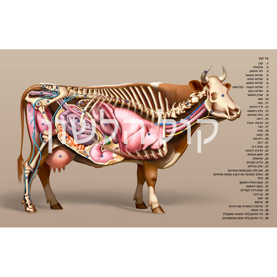 מראות חולין – Maros Chullin (Illustrated Masechet Chullin)