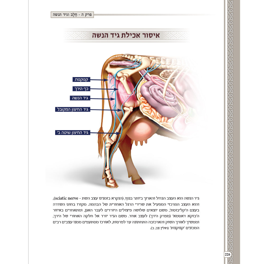 מראות חולין – Maros Chullin (Illustrated Masechet Chullin)