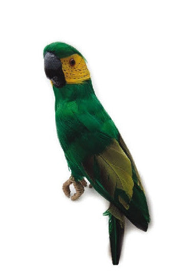 13" Parrot