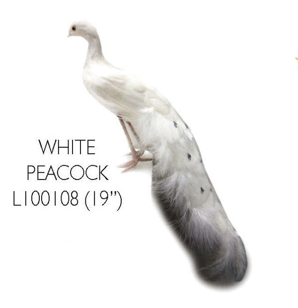 White Peacock 19" (L100108)