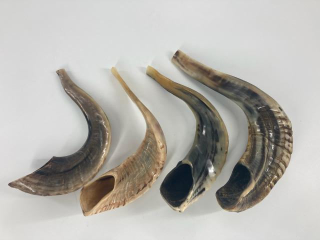 Badatz Shofar (Ram Horn) Select Size