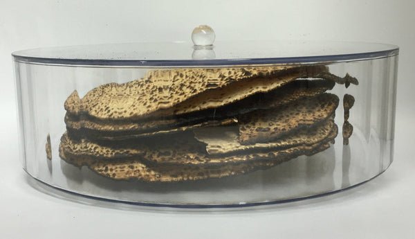 Lucite Round Matzah Box with Cover Large (P-MBXL)