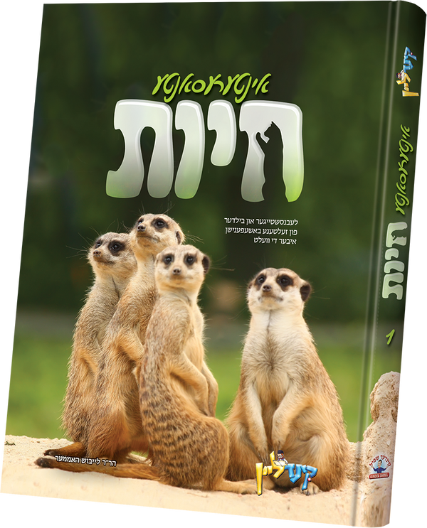 interesante chayos #1 | Judaica Square Lakewood