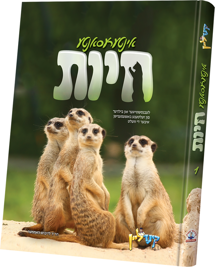 interesante chayos #1 — toy | Judaica Square Lakewood