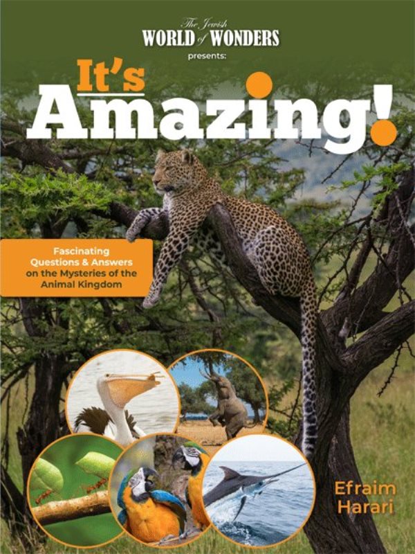 It's Amazing! Animal Kingdom