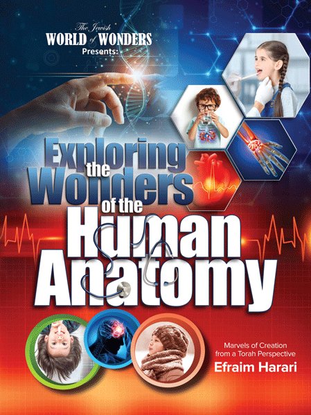 Exploring the Wonders of the Human Anato