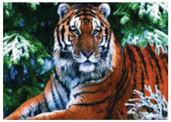 4D Poster 20" x 28"-- Tiger (P98900)