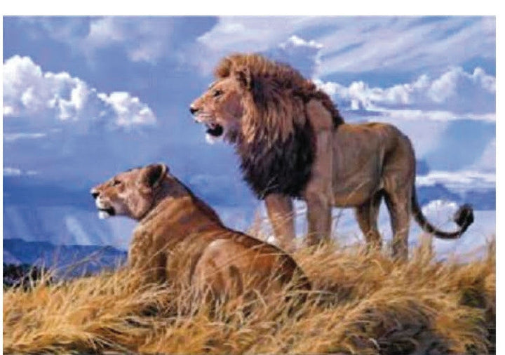 4D Poster 20" x 28"-- Lions