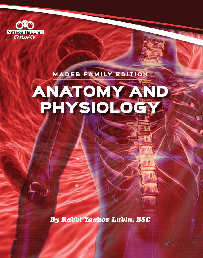 Anatomy and Physiology — Niflaos HaBoreh Explorer Volume 3 hardcover textbook by Rabbi Yaakov Lubin | Judaica Square Lakewood
