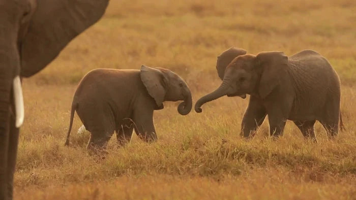 Perek Shira Series: Elephants [Video]