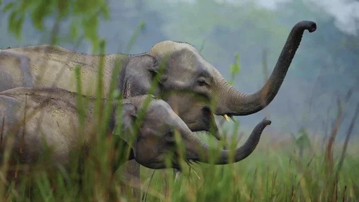Perek Shira Series: Elephants [Video]
