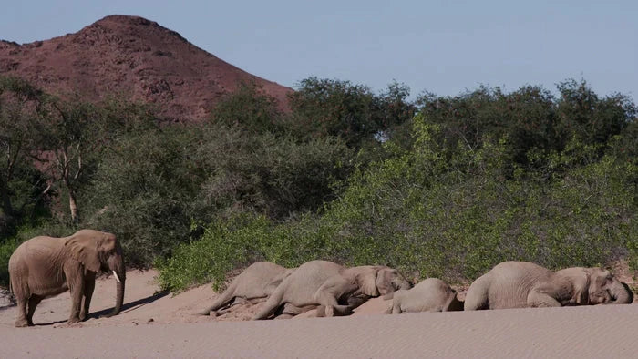 Perek Shira Series: Elephants [Video]