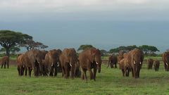 Perek Shira Series: Elephants [Video]