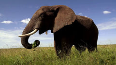 Perek Shira Series: Elephants [Video]