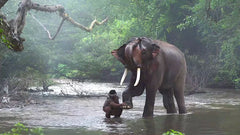 Perek Shira Series: Elephants [Video]