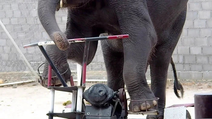 Perek Shira Series: Elephants [Video]