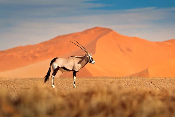 Perek Shira Series: Gazelles [Video]