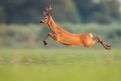 Perek Shira Series: Gazelles [Video]