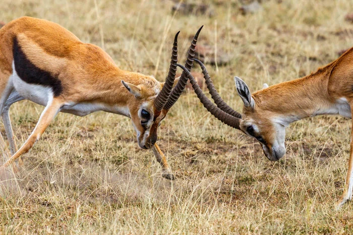 Perek Shira Series: Gazelles [Video]