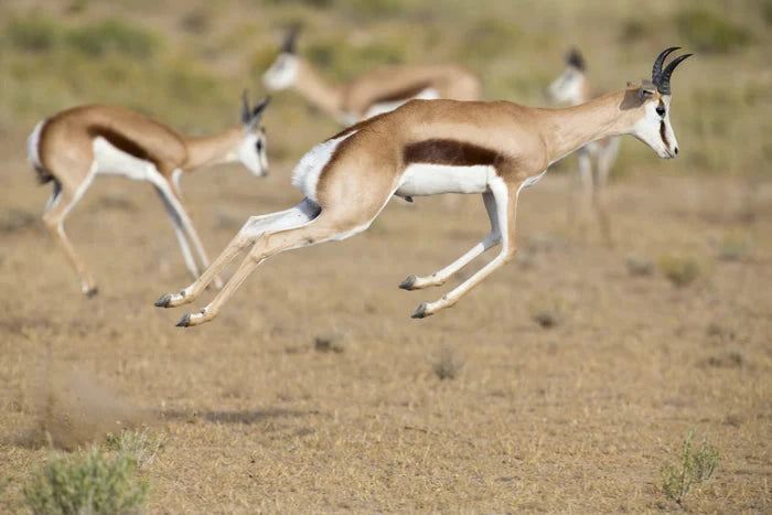 Perek Shira Series: Gazelles [Video]