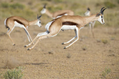 Perek Shira Series: Gazelles [Video]