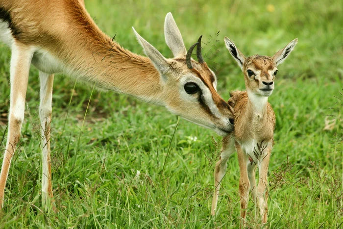 Perek Shira Series: Gazelles [Video]