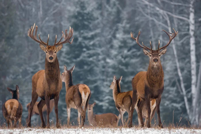 Perek Shira Series: Gazelles [Video]