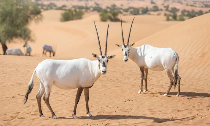 Perek Shira Series: Gazelles [Video]