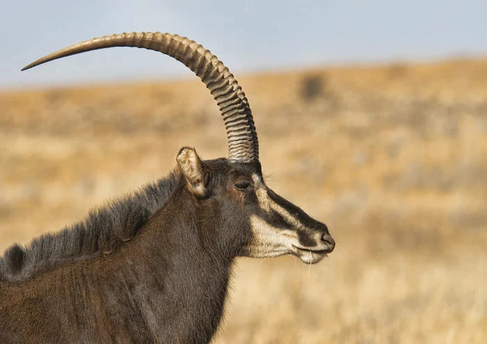 Perek Shira Series: Gazelles [Video]