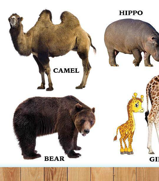 My First Book of Hashem's Amazing Animals — Judaica Press (image 2)