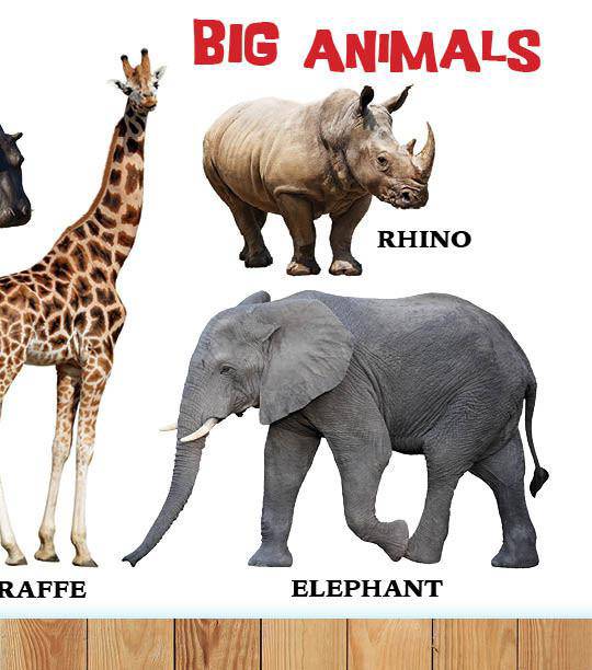 My First Book of Hashem's Amazing Animals — Judaica Press (image 4)