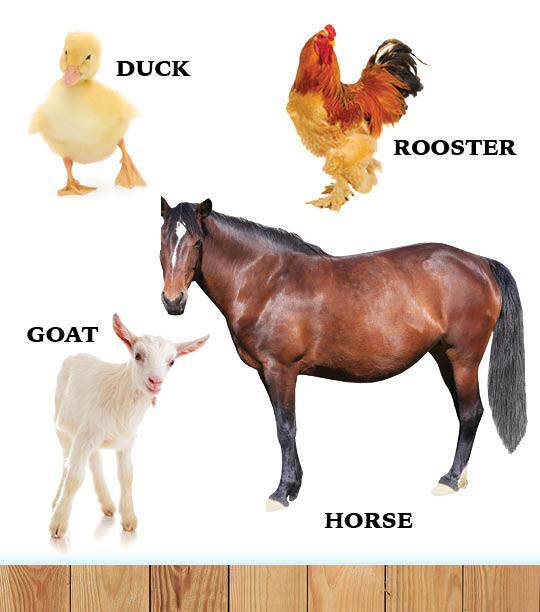 My First Book of Hashem's Amazing Animals — Judaica Press (image 5)